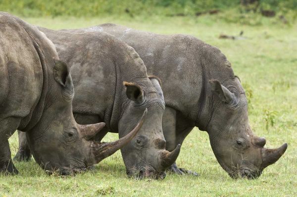 Kenya, Lake Nakuru NP White rhinoceroses grazing